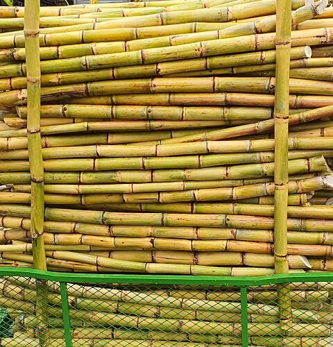 Aus Kane is a wholesale supplier of sugarcane sticks for juicing, based in Springvale South, Melbourne Australia. We at Aus Kane can provide you with sugarcane sticks daily fresh cut and clean from the farm for juicing purposes all year round. Great Health Benefits – Sugarcane has lots of good nutrients such as rich in iron, calcium, magnesium, and other electrolytes and it’s great for dehydration. Our sugarcane is grown in the Sunshine State of Queensland Australia and we can supply throughout Australia. If you are looking to start your own sugarcane juicing business then give us a call, we are more than happy to provide you with our fresh-cut sugarcane sticks all year long. 1 Tone Sugarcane Washed: 10kg bundle Length of 90 Centimetres long. Minimum order 1 Tone